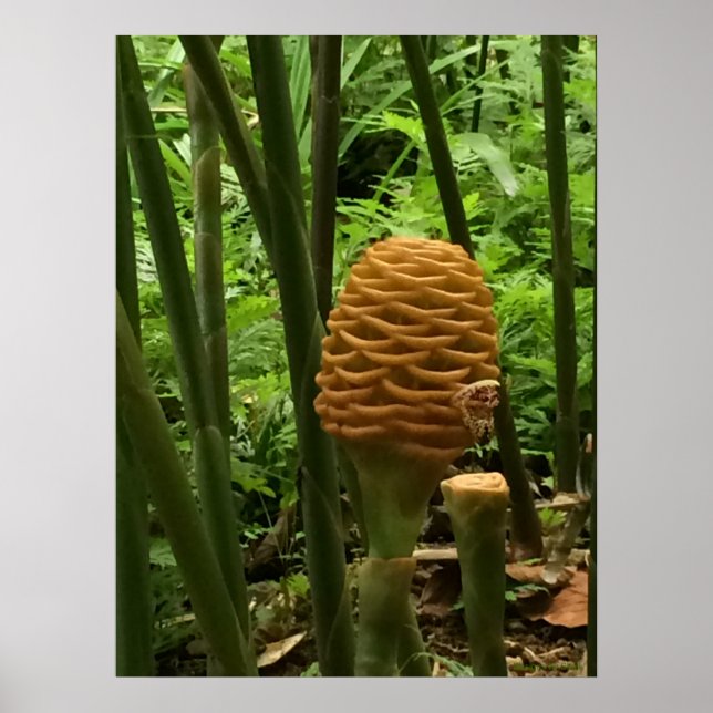 Poster Golden Beehive Ginger Plante (Devant)