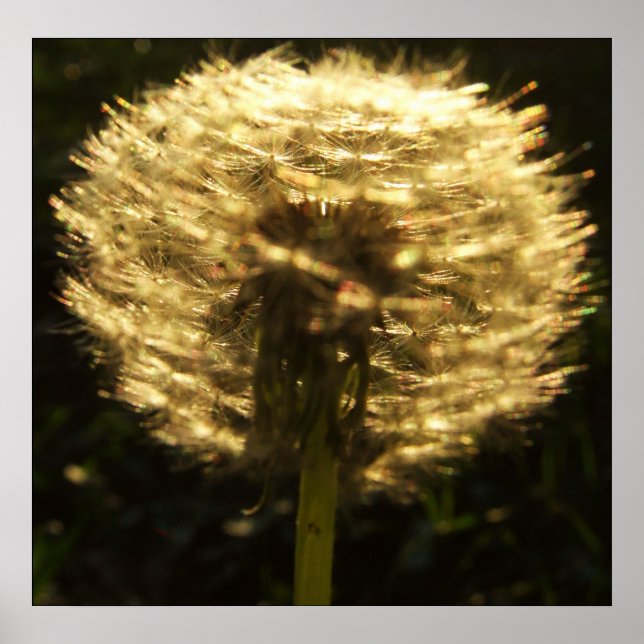 Poster Golden Dreams (Devant)