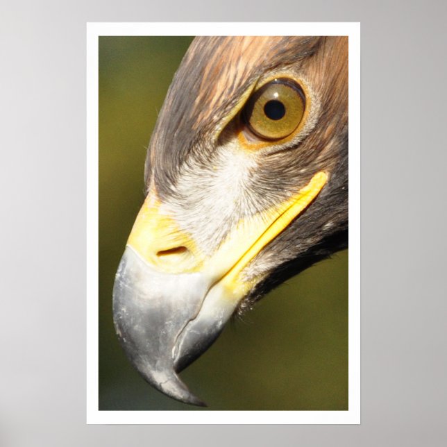 Poster Golden Eagle Face (Devant)