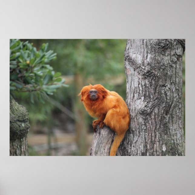Poster Golden Lion Tamarin (Devant)