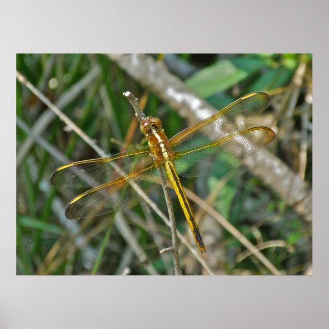 Poster Golden Meadowhawk (Sympetrum) libellule (Devant)