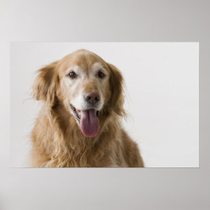 Poster Golden Retriever