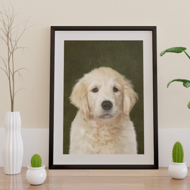 Poster Golden Retriever (Créateur téléchargé)