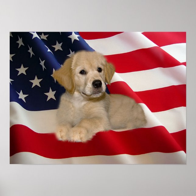 Poster Golden Retriever All American Puppy (Devant)