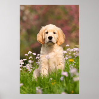 Poster Golden Retriever chiot un Goldie mignon
