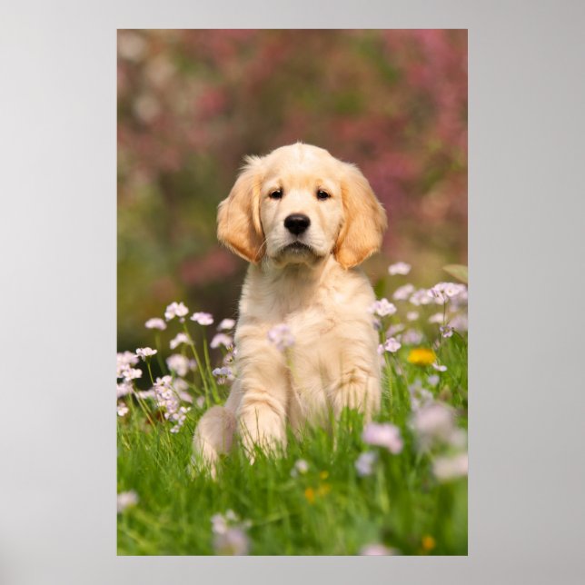 Poster Golden Retriever chiot un Goldie mignon (Devant)