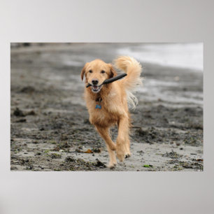 Poster Golden Retriever Courant Avec Bâton Dans La Bouche
