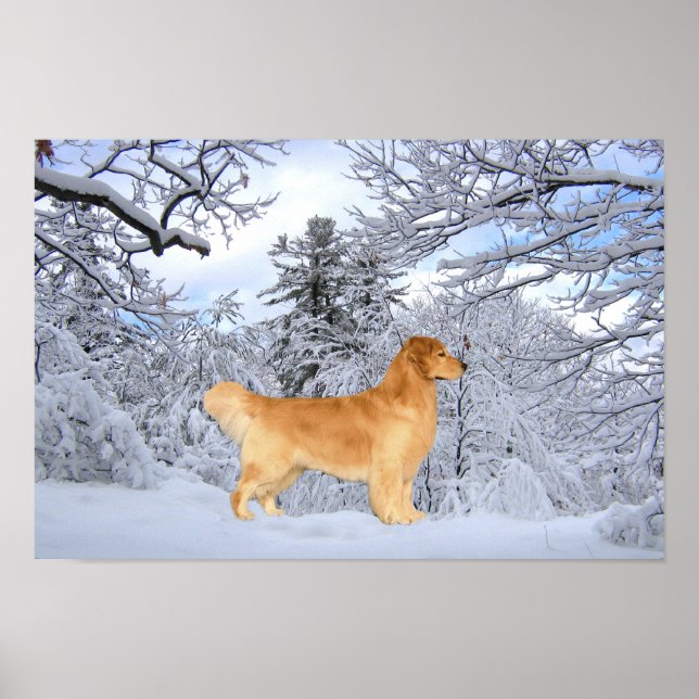 Poster Golden Retriever Danny Boy Imprimer (Devant)