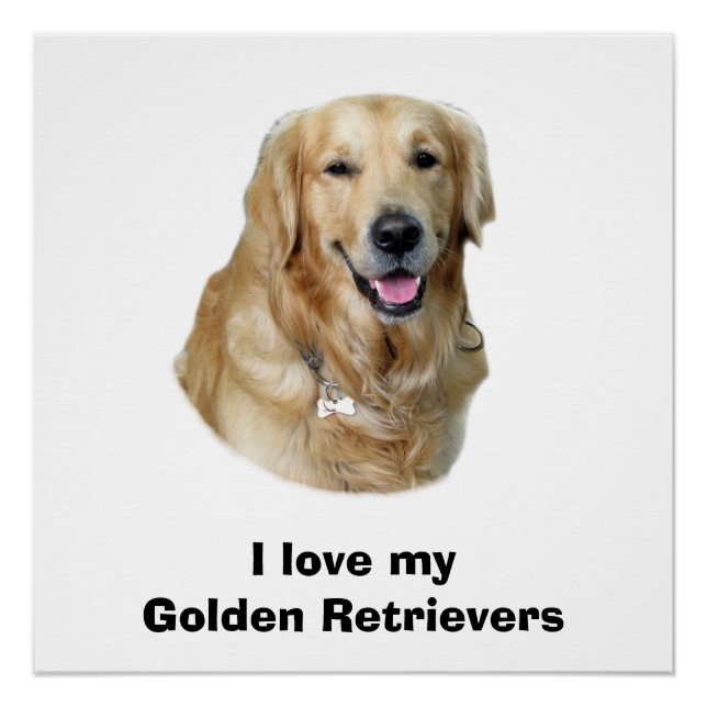 Poster Golden Retriever dog photo (Devant)