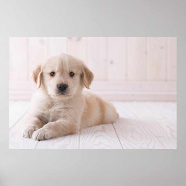 Poster Golden Retriever Lie Down (Devant)