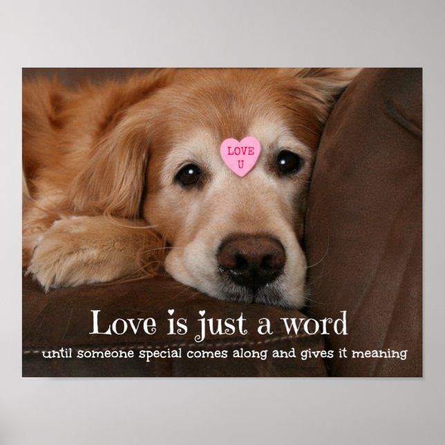 Poster Golden Retriever Love Is Just a Word (Devant)