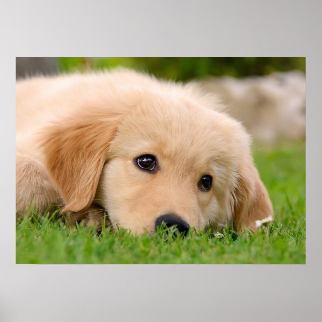 Poster Golden Retriever mignon Chiot Dream, Animal Photo (Devant)