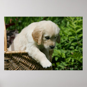 Poster Golden Retriever Puppy