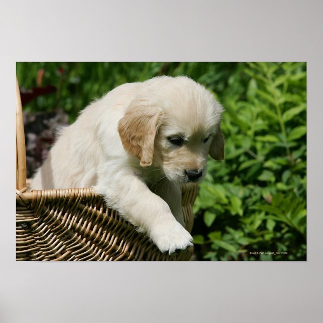Poster Golden Retriever Puppy (Devant)