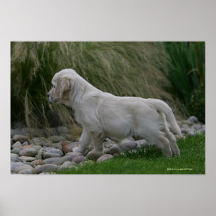 Poster Golden Retriever Puppy Standing