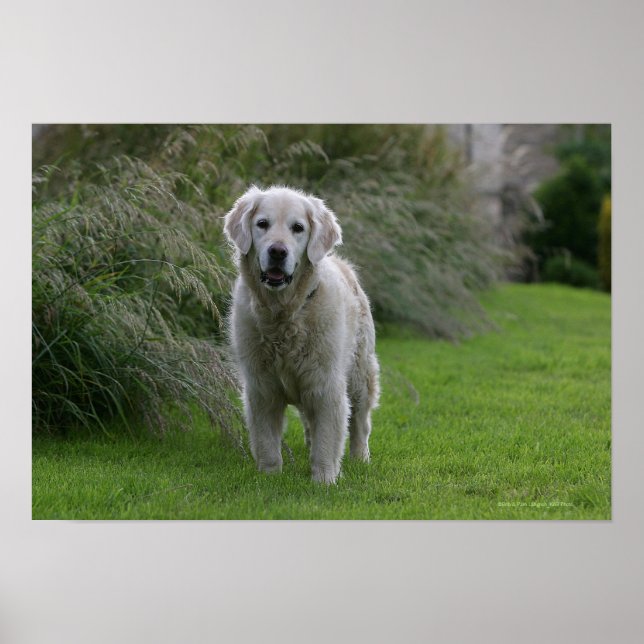 Poster Golden Retriever Running 2 (Devant)