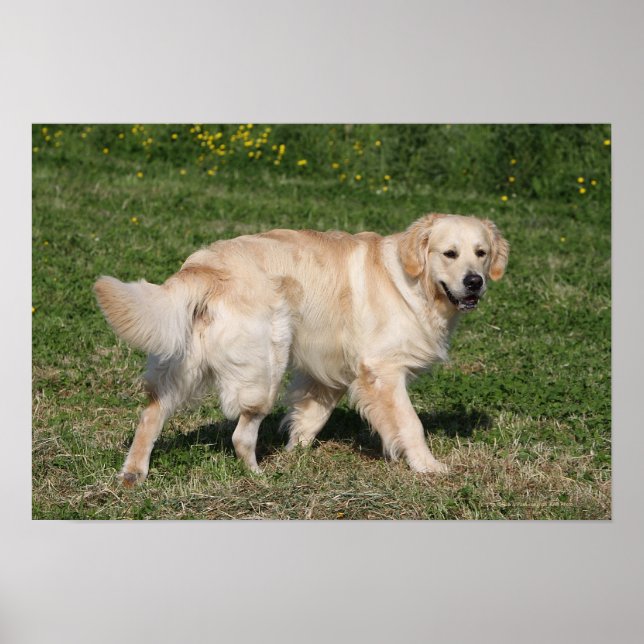 Poster Golden Retriever Walking (Devant)