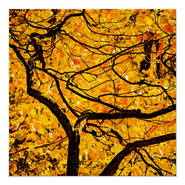 Poster Golden Veins Of Autumn (Devant)