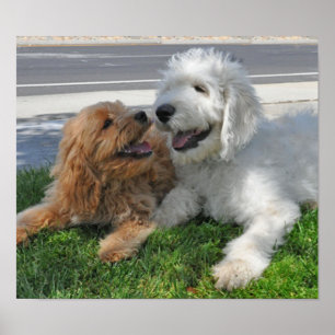 Poster Goldendoodle et les amis du labradoodle