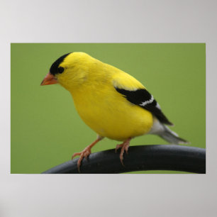 Poster Goldfinch Print