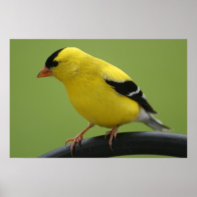 Poster Goldfinch Print (Devant)