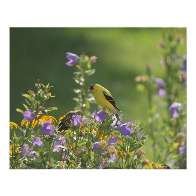 Poster Goldfinch sur Harebell Flower (Devant)