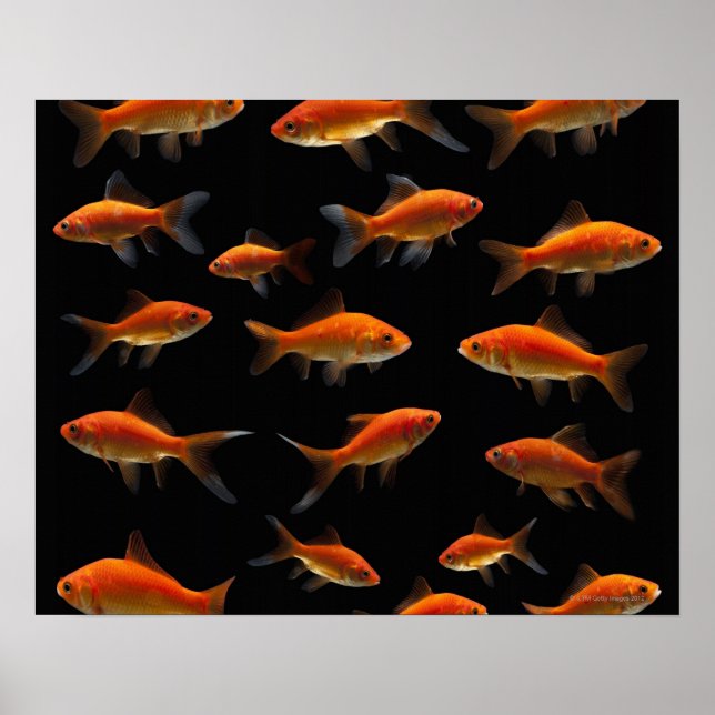 Poster Goldfish 2 (Devant)