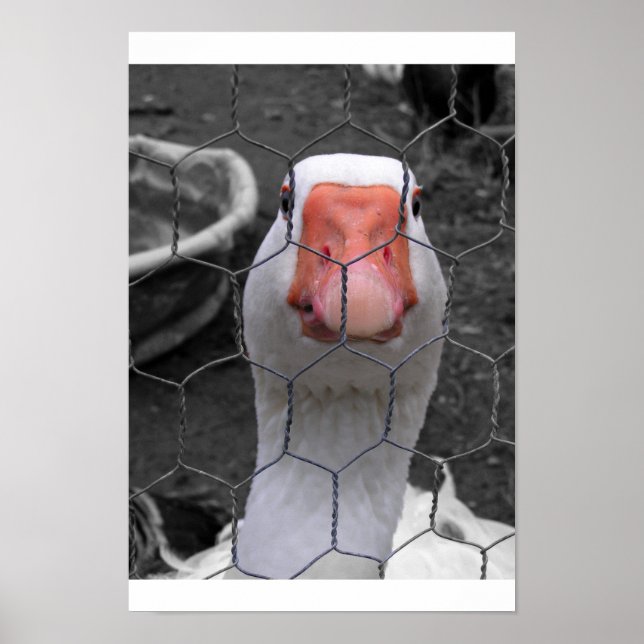 Poster Goose (Devant)