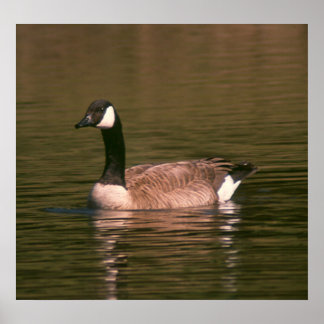 Poster - GOOSE