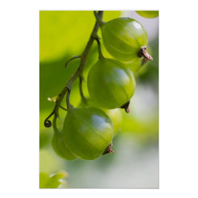 Poster Gooseberries vertes CC0324 Nouvelles options (Devant)
