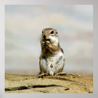 Gopher_005