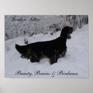 Poster Gordon Setter