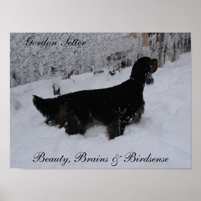 Poster Gordon Setter (Devant)