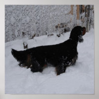 Gordon Setter dans une toile d'orage de neige Impr