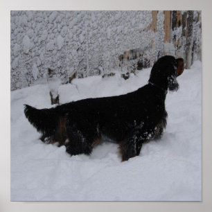 Poster Gordon Setter dans une toile d'orage de neige Impr