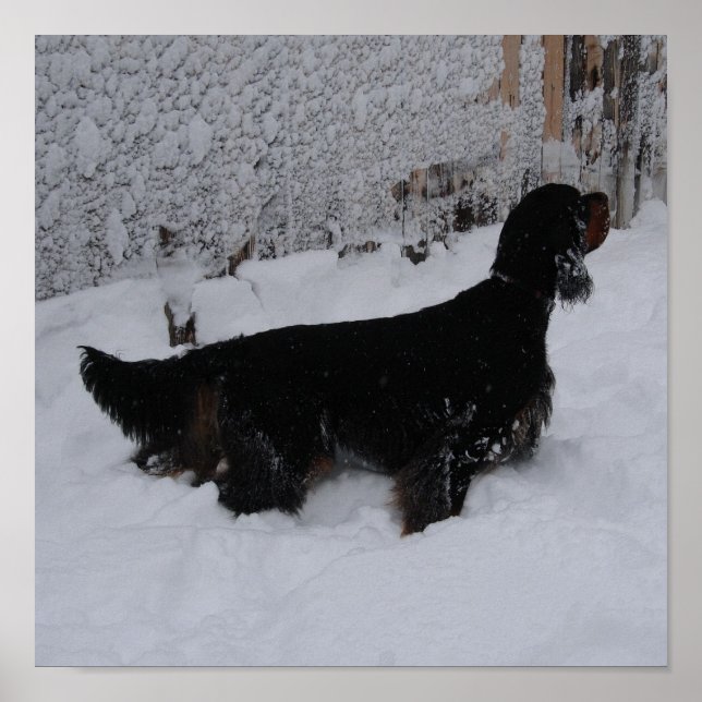 Poster Gordon Setter dans une toile d'orage de neige Impr (Devant)