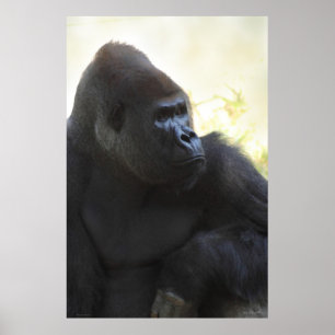 Poster Gorilla Gaze -40x60 -autres tailles disponi