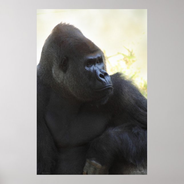 Poster Gorilla Gaze -40x60 -autres tailles disponi (Devant)