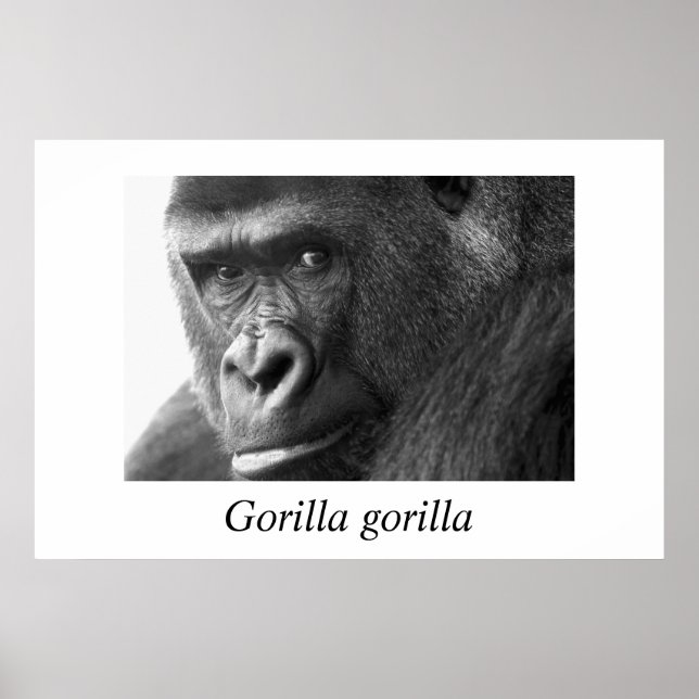 Poster Gorille-#1-Gorilla gorilla (Devant)
