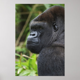 Poster Gorille de Silverback Lowland, captif de Gorilla