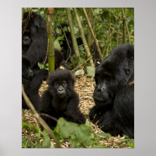 Poster Gorille des montagnes, adulte avec jeune