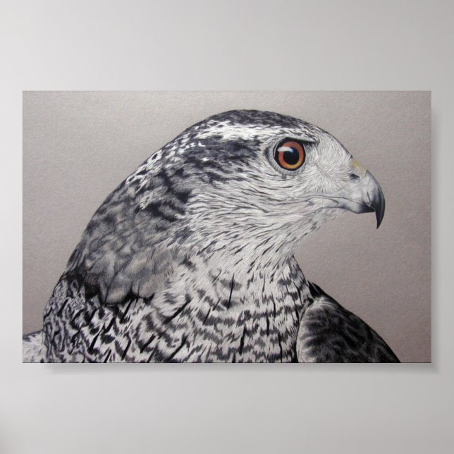 Poster Goshawk du Nord (Devant)
