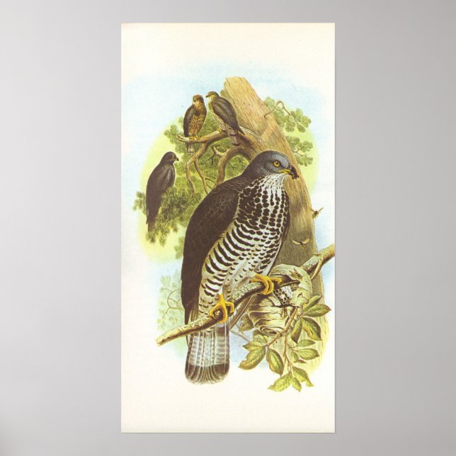 Poster Gould - Buzzard au miel - Pernis apivorus (Devant)
