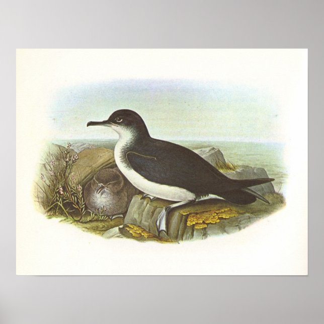Poster Gould - Manx Shearwater - Procellaria purinus (Devant)