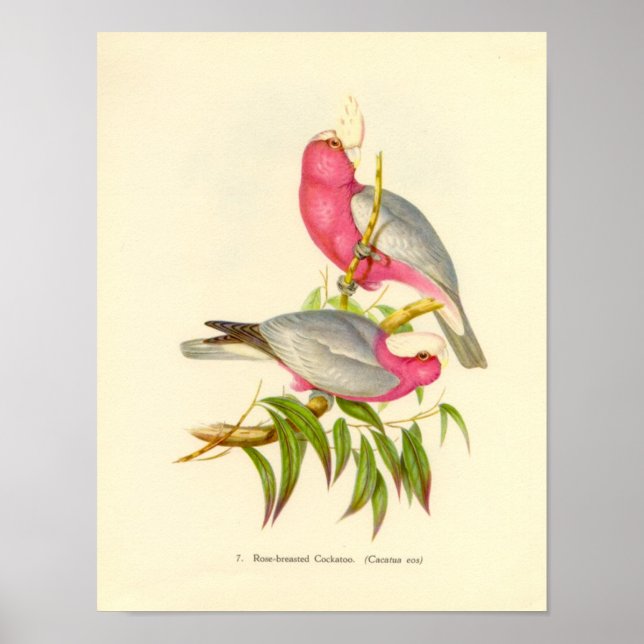 Poster Gould - Portefeuille de Cockatoo à poitrine Rose (Devant)