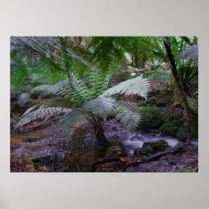 Poster Goulet de fougères