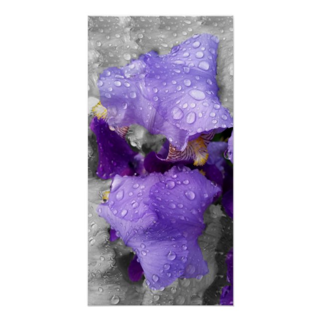 Poster gouttes d'eau sur iris (Devant)