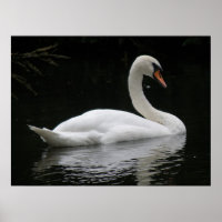 Poster gracieux du cygne blanc