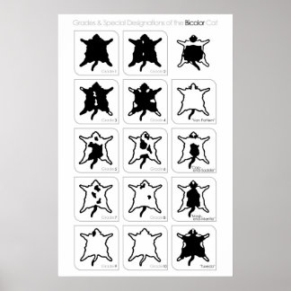 Poster Grades et désignations spéciales du chat Bicolor