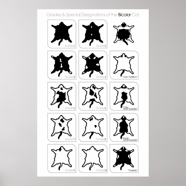 Poster Grades et désignations spéciales du chat Bicolor (Devant)